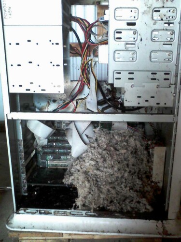 mouse nest