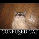 confused cat