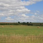calm field