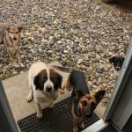 pavlov's dog