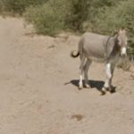 donkey